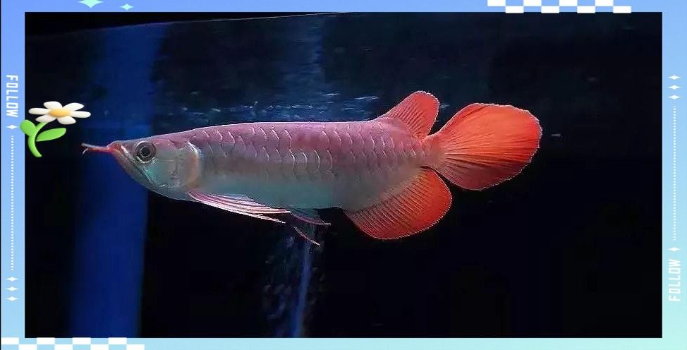 龍魚吐綠色絮狀物是否傳染（如何判斷龍魚吐綠色絮狀物的具體病因？）