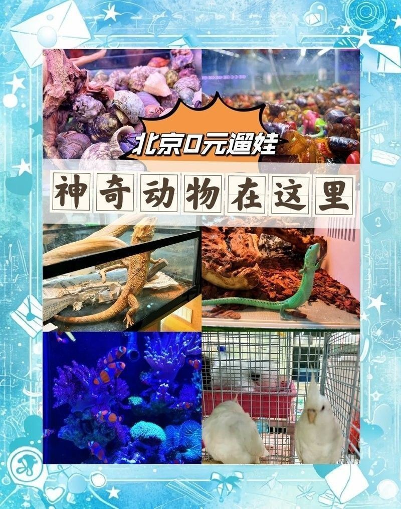 官園市場的營業時間是？（北京周末遛娃好去處|官圓市場探秘）