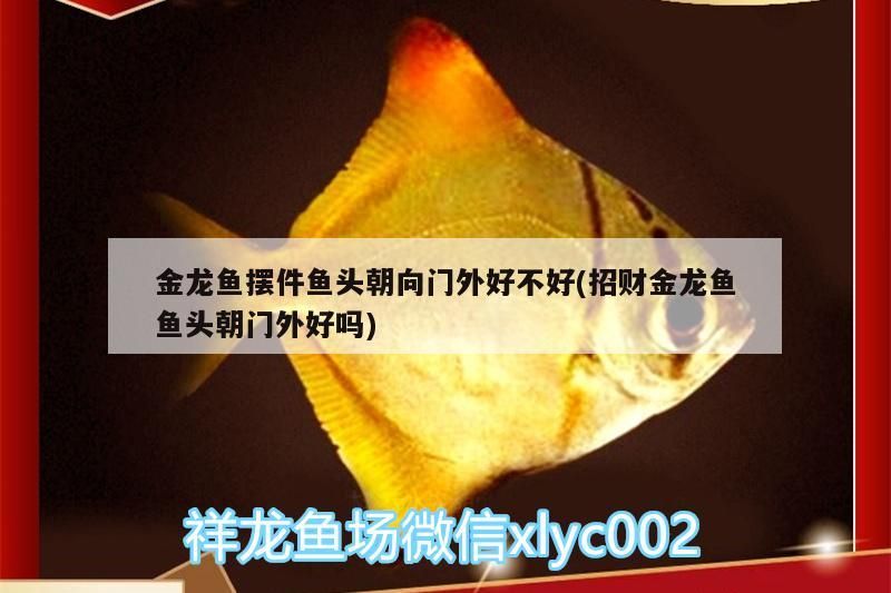 金龍魚擺件魚頭朝向門外好不好(招財金龍魚魚頭朝門外好嗎)（金龍魚擺件魚頭朝向門外好不好） 金龍魚擺件魚頭朝向門外好不好(招財金龍魚魚頭朝門外好嗎)（金龍魚擺件魚頭朝向門外好不好） 觀賞魚百科