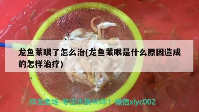 龍魚蒙眼了怎么治(龍魚蒙眼是什么原因造成的怎樣治療)（龍魚蒙眼了怎么治）