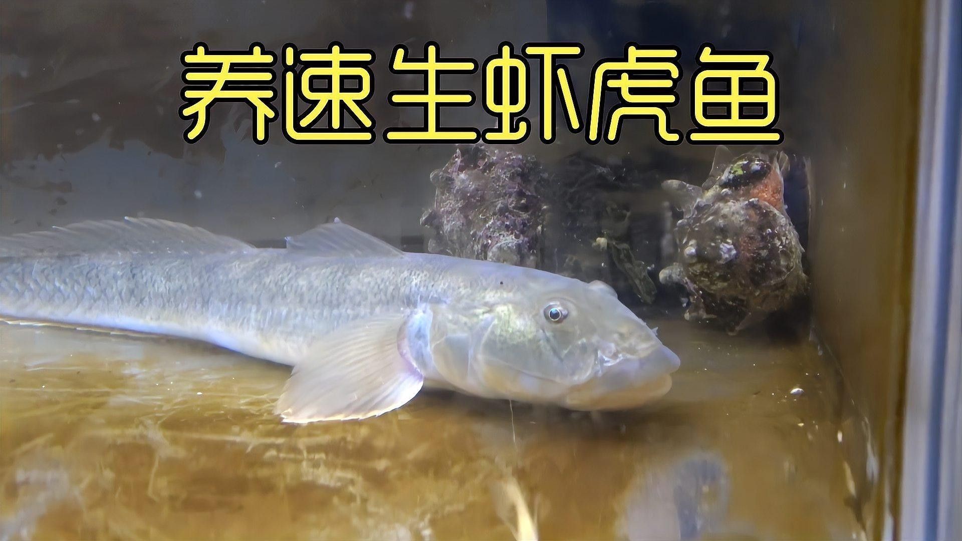 如何判斷雷龍魚和虎魚是否適應(yīng)？（共參考3篇資料,01:09新手必看適合養(yǎng)雷龍魚的品種選擇與注意事項(xiàng)） 如何判斷雷龍魚和虎魚是否適應(yīng)？（共參考3篇資料,01:09新手必看適合養(yǎng)雷龍魚的品種選擇與注意事項(xiàng)） 龍魚百科 第5張