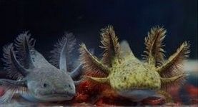 如何區(qū)分六角恐龍魚(yú)的不同顏色（六角恐龍魚(yú)11種圖鑒揭秘仿生丁真夢(mèng)到電子雪豹）