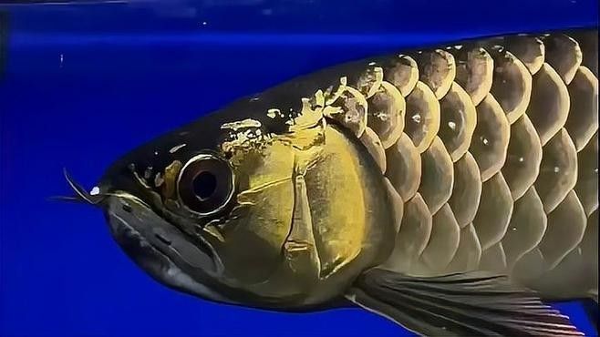 炮彈頭金龍魚有哪些品種（炮彈頭金龍魚品種有哪些炮彈頭金龍魚有哪些品種）
