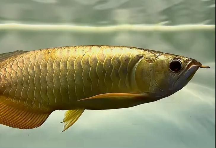 炮彈頭金龍魚有哪些品種（炮彈頭金龍魚品種有哪些炮彈頭金龍魚有哪些品種）
