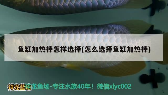 魚缸加熱棒怎樣選擇(怎么選擇魚缸加熱棒)（魚缸加熱棒怎樣選擇）