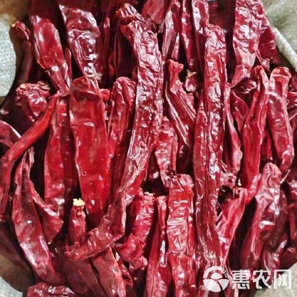 辣椒紅龍的市場價格是多少？（9月30日庫爾勒干辣椒價格行情） 辣椒紅龍的市場價格是多少？（9月30日庫爾勒干辣椒價格行情） 龍魚百科 第10張