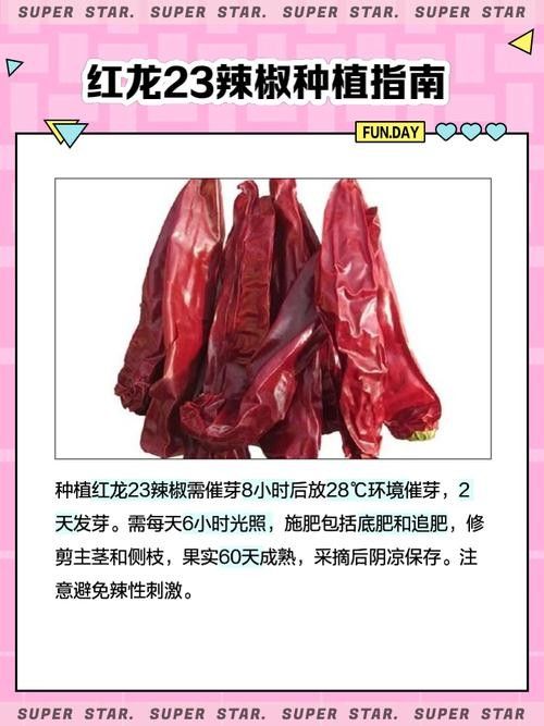 辣椒紅龍的市場價格是多少？（9月30日庫爾勒干辣椒價格行情） 辣椒紅龍的市場價格是多少？（9月30日庫爾勒干辣椒價格行情） 龍魚百科 第6張