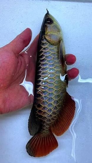 藍底過背龍魚成魚圖片（藍底過背龍魚圖片） 藍底過背龍魚成魚圖片（藍底過背龍魚圖片） 龍魚百科 第19張