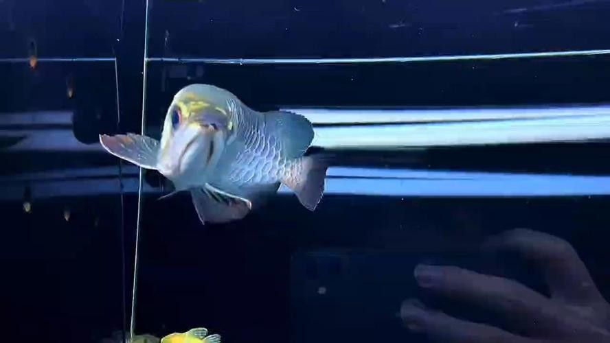藍底過背龍魚成魚圖片（藍底過背龍魚圖片） 藍底過背龍魚成魚圖片（藍底過背龍魚圖片） 龍魚百科 第35張