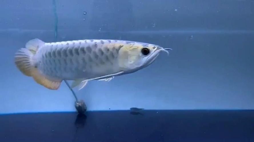 藍底過背龍魚成魚圖片（藍底過背龍魚圖片） 藍底過背龍魚成魚圖片（藍底過背龍魚圖片） 龍魚百科 第30張