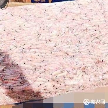 SICCE磷蝦的價格是多少？（sicce南極磷蝦價格） SICCE磷蝦的價格是多少？（sicce南極磷蝦價格） 龍魚百科 第6張