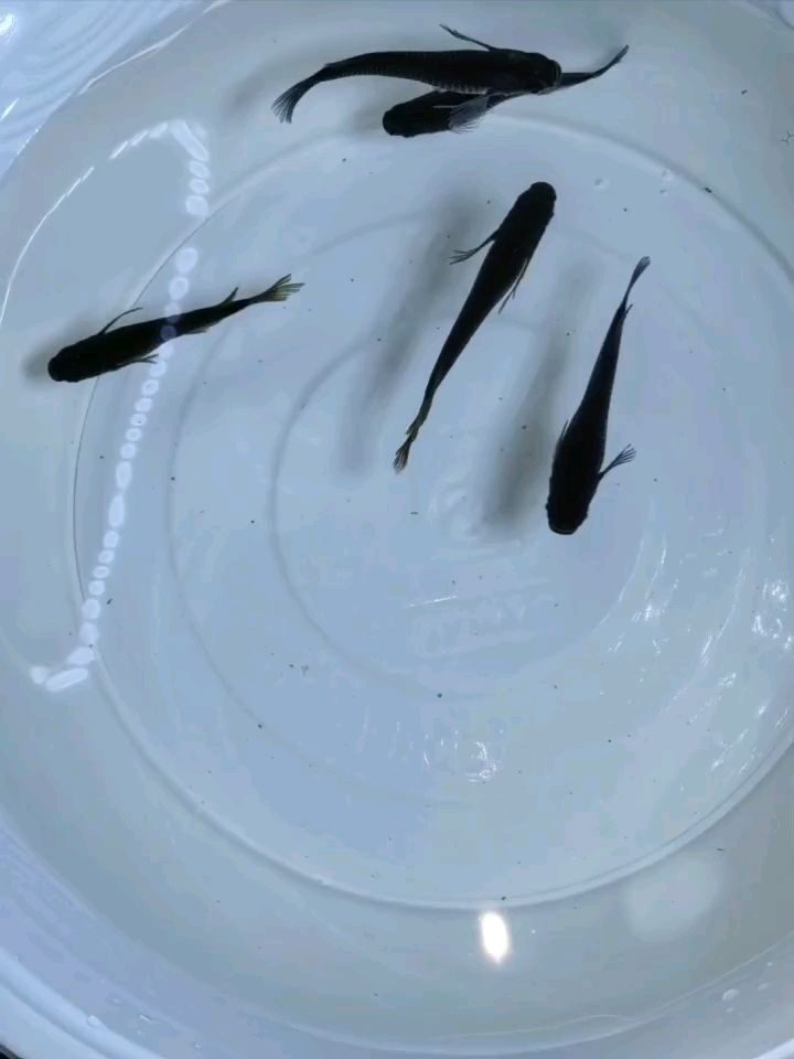 小型觀賞魚（小型觀賞魚的選擇）