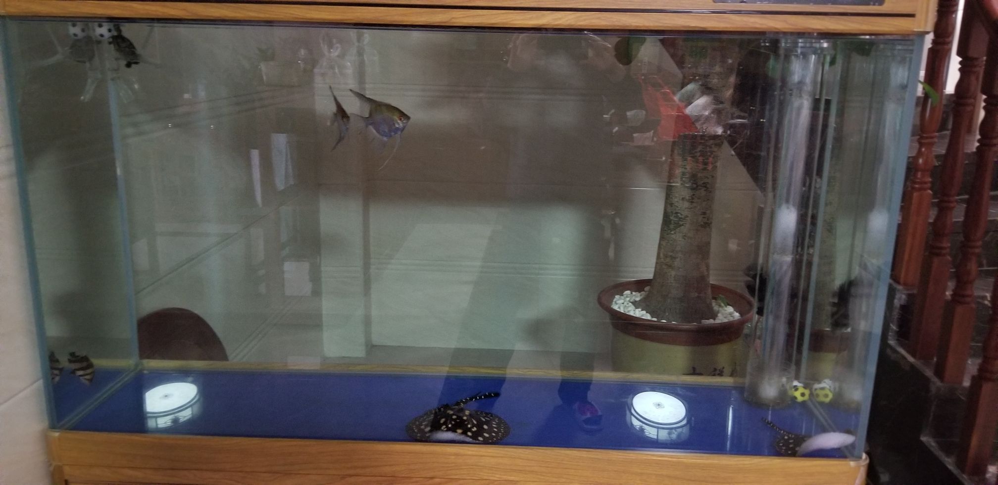 柳州水族館龍魚死了傷心中（柳州水族館龍魚死了）