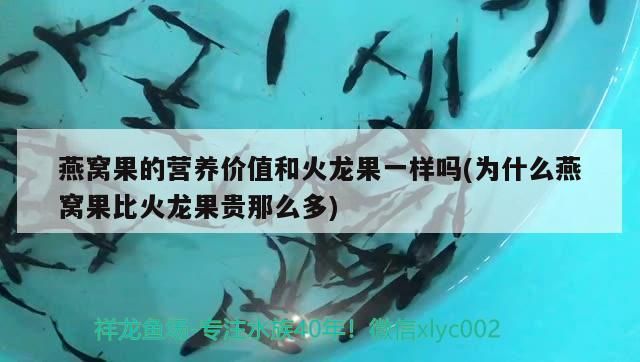 燕窩果的營養(yǎng)價值和火龍果一樣嗎(為什么燕窩果比火龍果貴那么多)（燕窩果和火龍果的區(qū)別）