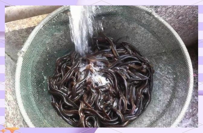 如何處理泥鰍以確保安全喂食（+安全喂食指南+安全喂食指南） 如何處理泥鰍以確保安全喂食（+安全喂食指南+安全喂食指南） 龍魚百科 第3張