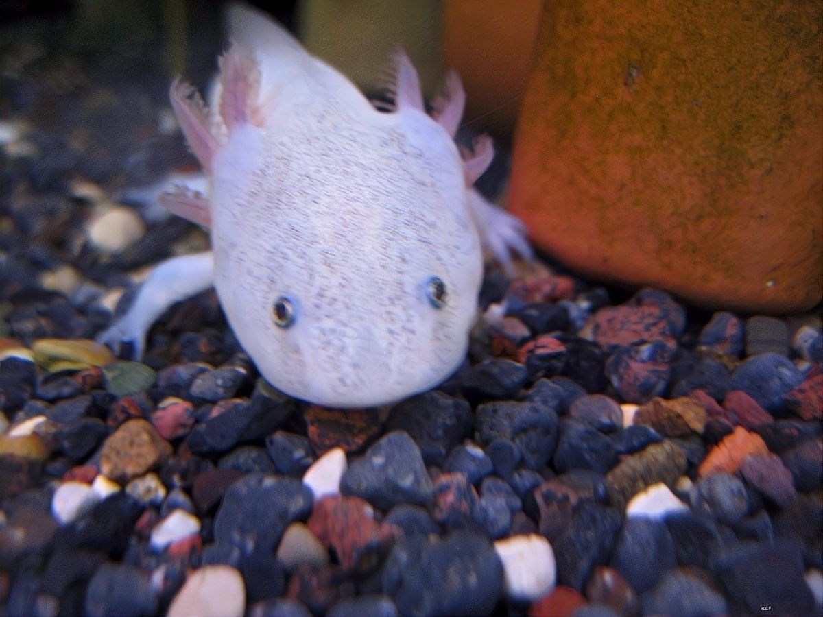 紅眼龍魚和黑眼龍魚哪個更聰明？（紅眼龍魚和黑眼龍魚在智力水平上存在差異并不顯著）