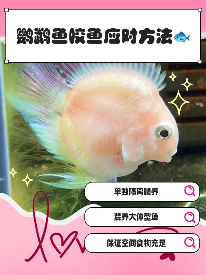 如何減少飛鳳魚被咬的可能性（水墨漫畫少女喵醬飛鳳魚的飼養(yǎng)技巧和注意事項）