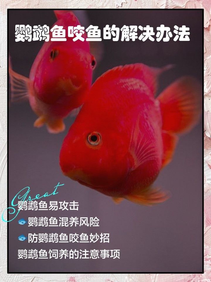 如何減少飛鳳魚被咬的可能性（水墨漫畫少女喵醬飛鳳魚的飼養(yǎng)技巧和注意事項）