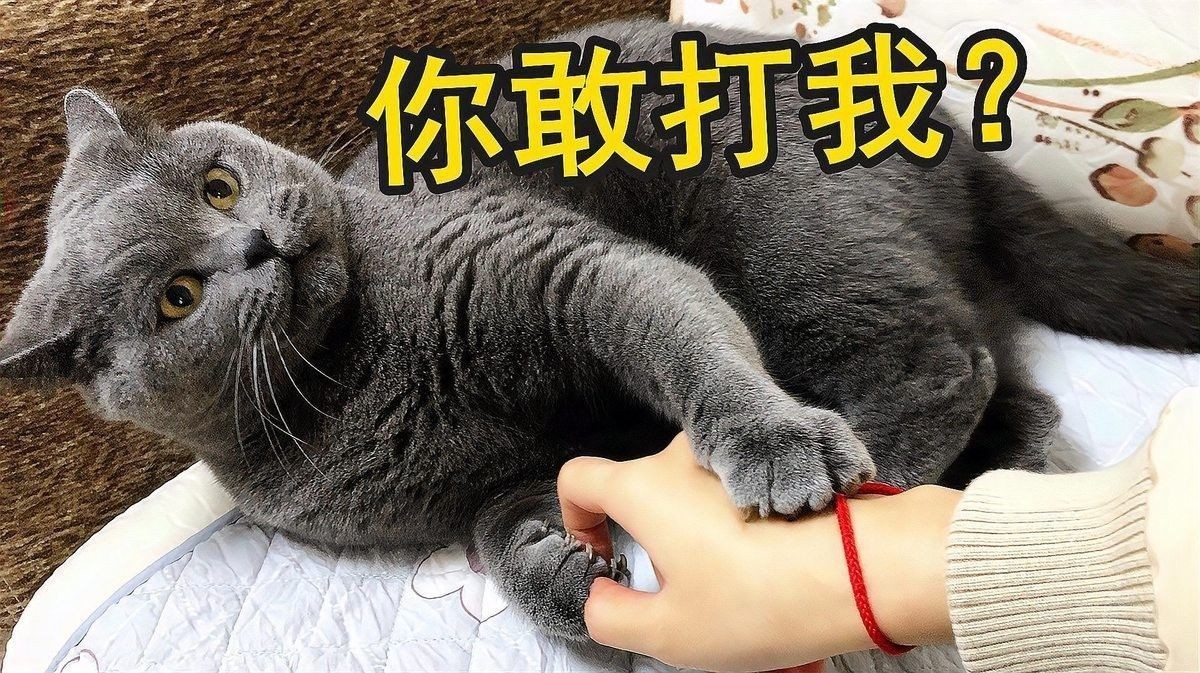 如何判斷龍貓和貓是否適應彼此（龍貓和貓共養有哪些注意事項龍貓和貓共養需要多長時間適應）