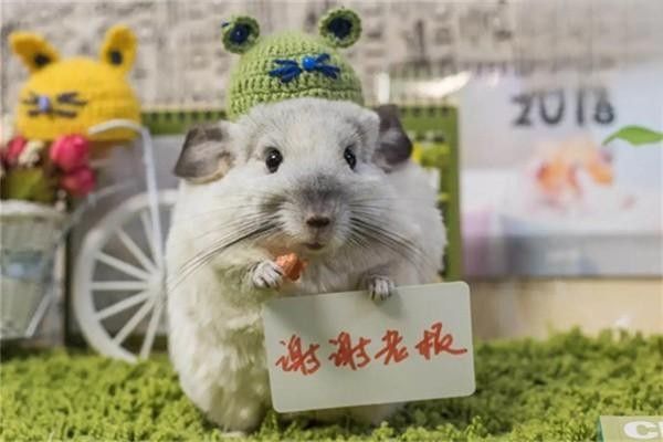 如何判斷龍貓和貓是否適應彼此（龍貓和貓共養有哪些注意事項龍貓和貓共養需要多長時間適應）