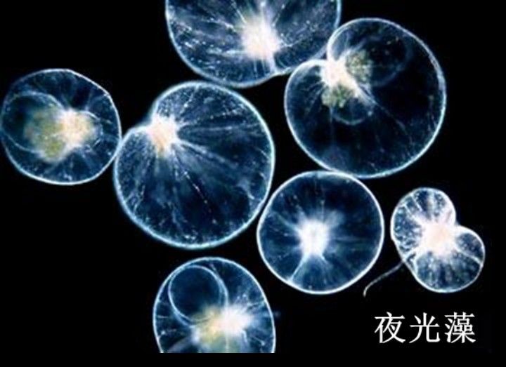 如何判斷深海龍魚發光器是否完全恢復（判斷深海龍魚發光器是否完全恢復的方法深海龍魚發光器已恢復）