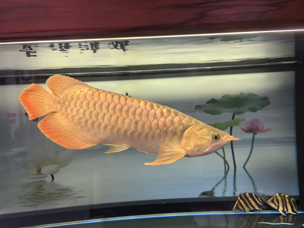 堅持愛好（_人見人愛評論：堅持愛好的重要性，在快節(jié)奏的現(xiàn)代生活中）