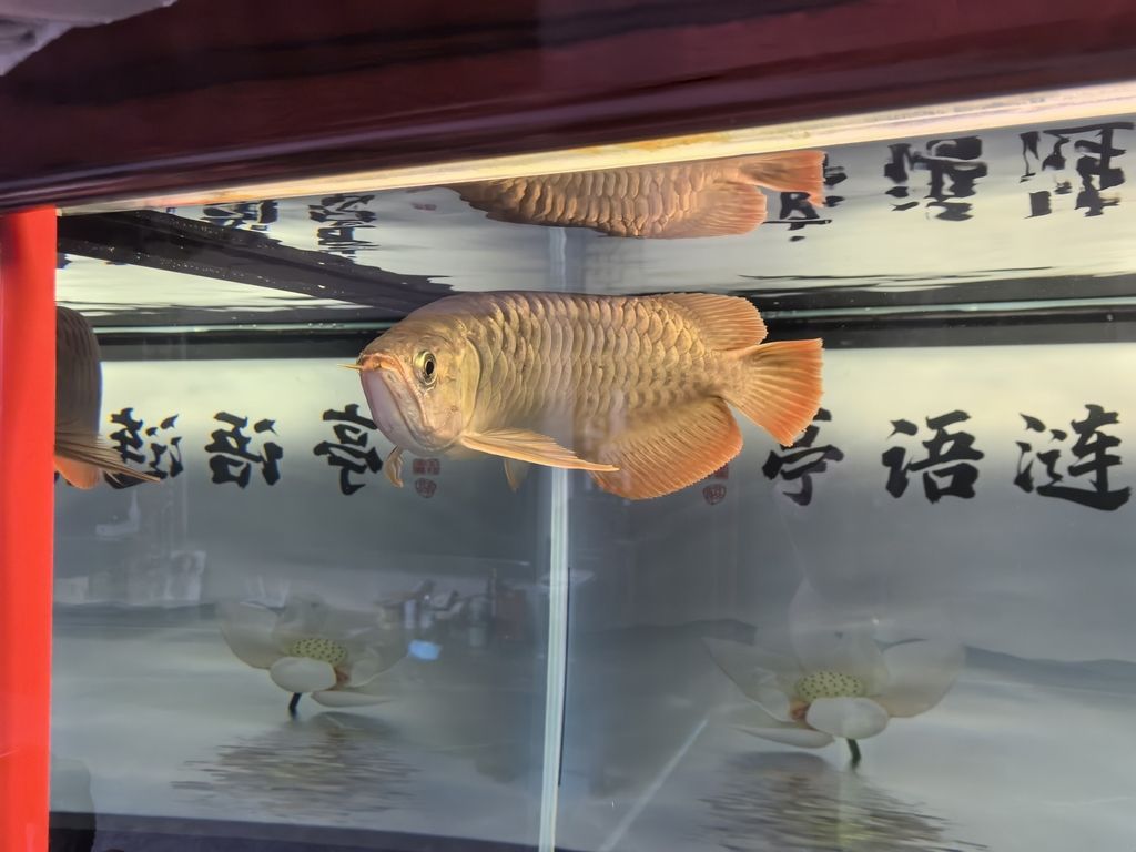 堅持愛好（_人見人愛評論：堅持愛好的重要性，在快節(jié)奏的現(xiàn)代生活中）