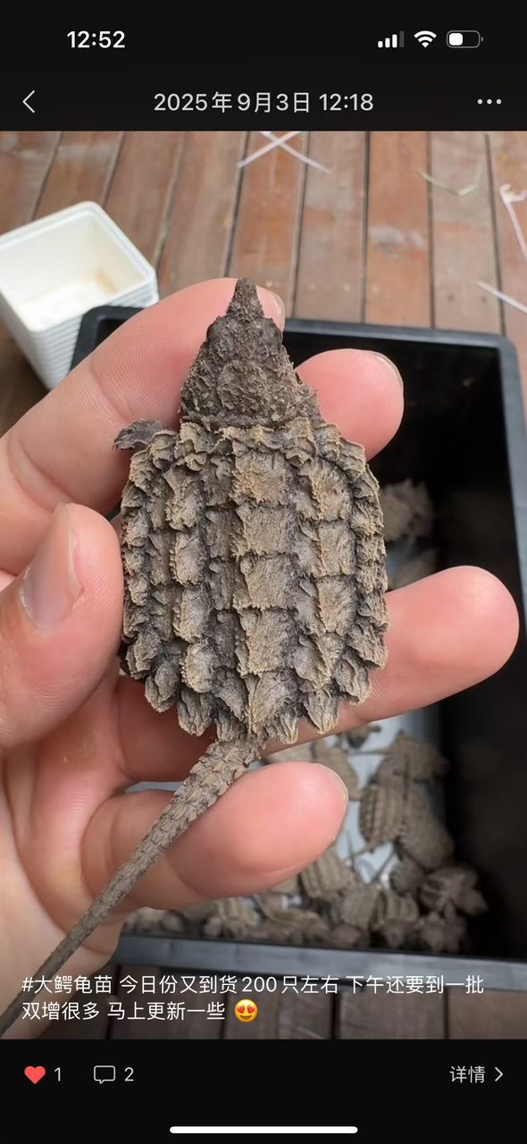 金龍魚吃魚時會有哪些互動？（金龍魚吃魚時的行為互動）