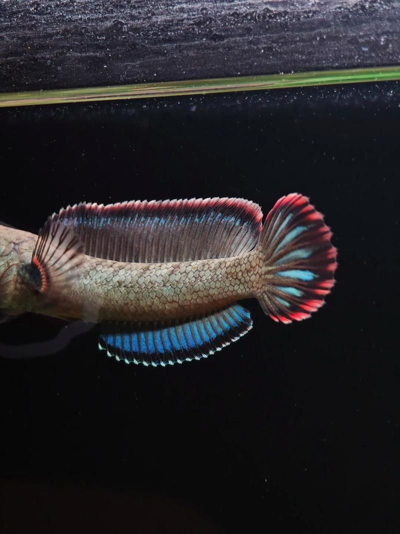 酒紅雷龍魚多久喂一次？（酒紅雷龍魚喂食頻率取決于多種因素酒紅雷龍魚的喂食頻率） 酒紅雷龍魚多久喂一次？（酒紅雷龍魚喂食頻率取決于多種因素酒紅雷龍魚的喂食頻率） 龍魚百科 第6張