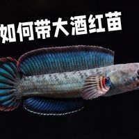 酒紅雷龍魚多久喂一次？（酒紅雷龍魚喂食頻率取決于多種因素酒紅雷龍魚的喂食頻率） 酒紅雷龍魚多久喂一次？（酒紅雷龍魚喂食頻率取決于多種因素酒紅雷龍魚的喂食頻率） 龍魚百科 第9張