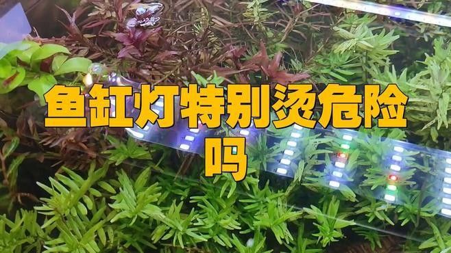 金龍魚(yú)魚(yú)缸需要多大的燈管（愛(ài)的小陳433話龍魚(yú)用的燈管怎么選）