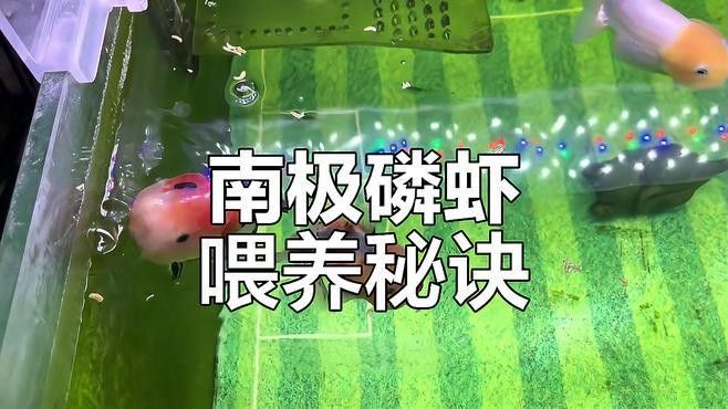 SICCE磷蝦適合哪些魚種（icce磷蝦是一種廣泛使用的飼料添加劑，適合多種魚類食用）
