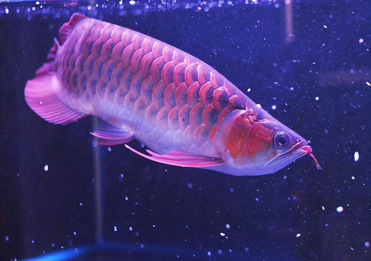龍魚掉眼淚會自愈嗎（龍魚掉眼淚會自愈嗎，） 龍魚掉眼淚會自愈嗎（龍魚掉眼淚會自愈嗎，） 龍魚百科 第4張