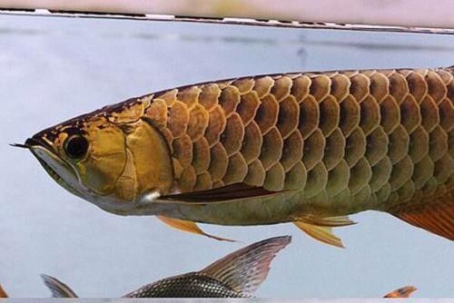 如何判斷金龍魚和藍鯊是否適應？（金龍魚和藍鯊是兩種截然不同的魚類，它們分別適應了不同的生態環境）