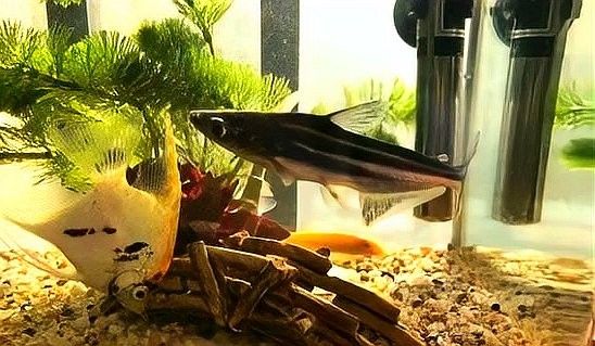 如何判斷金龍魚和藍鯊是否適應？（金龍魚和藍鯊是兩種截然不同的魚類，它們分別適應了不同的生態環境）
