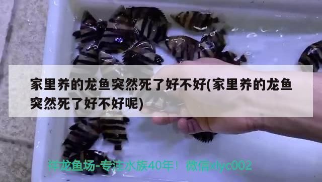 白城水族館楊凌龍魚專賣店：大連水產品批發市場楊凌龍魚專賣店在哪里有賣烏龜市場