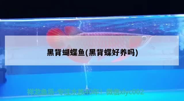 小型魚 黑背蝴蝶魚(黑背蝶好養嗎)(古代蝴蝶魚是何方神圣,) 觀賞魚百科 黑背蝴蝶魚(黑背蝶好養嗎)(古代蝴蝶魚是何方神圣,) 黑背蝴蝶魚(黑背蝶好養嗎)(古代蝴蝶魚是何方神圣,) 觀賞魚百科