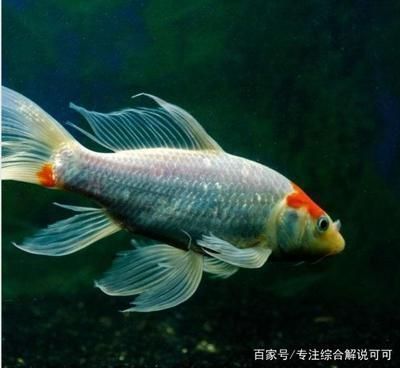 虎魚天天黑來點赤瞳黃金 深圳市寶安區龍華海城水族館,深圳寶安區龍華海城水族館 觀賞魚百科 深圳市寶安區龍華海城水族館,深圳寶安區龍華海城水族館 深圳市寶安區龍華海城水族館,深圳寶安區龍華海城水族館 觀賞魚百科