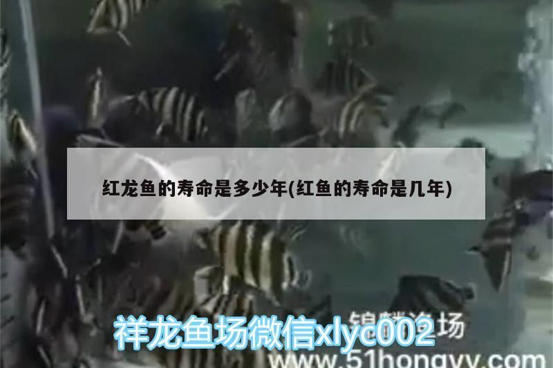 紅龍魚的壽命是多少年(紅魚的壽命是幾年)（紅龍魚的壽命是多久）
