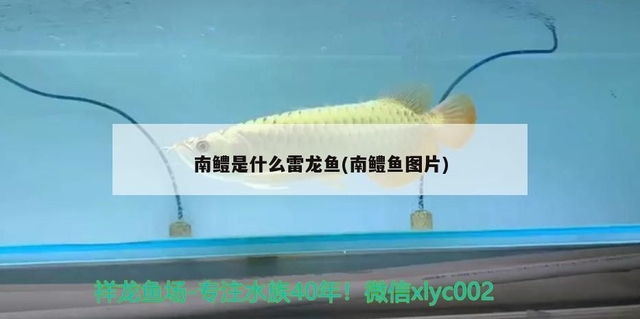 魚缸用增氧泵價格是多少:魚缸增氧機-xtrac增氧機-xtrac增氧機 南鱧是什么雷龍魚(南鱧魚圖片)(南鱧是什么雷龍魚) 觀賞魚百科 南鱧是什么雷龍魚(南鱧魚圖片)(南鱧是什么雷龍魚) 南鱧是什么雷龍魚(南鱧魚圖片)(南鱧是什么雷龍魚) 觀賞魚百科