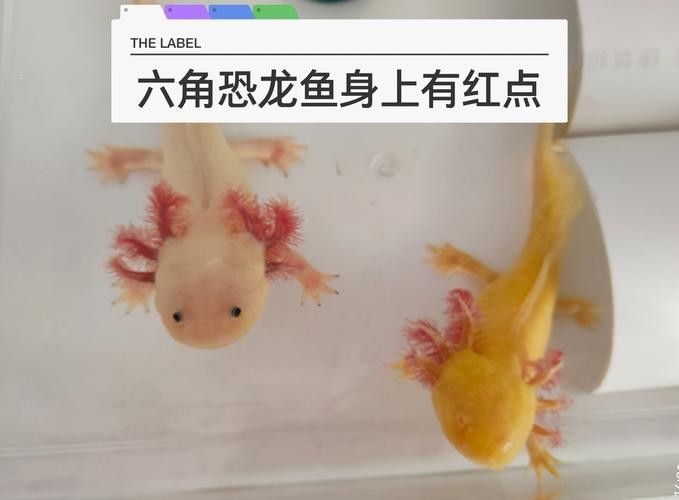 如何預(yù)防六角恐龍魚的紅點病？（六角恐龍紅點病的防治方法）