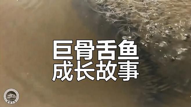 非洲骨舌魚幼魚吃什么食物？（非洲骨舌魚幼魚的喂養建議）