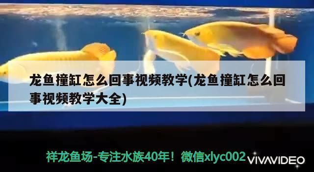 給大魚(yú)缸換水的作文:體驗(yàn)給大魚(yú)缸換水的樂(lè)趣:體驗(yàn)給大魚(yú)缸換水:給大魚(yú)缸換水的作文 龍魚(yú)撞缸怎么回事視頻教學(xué)(龍魚(yú)撞缸怎么回事視頻教學(xué)大全)(龍魚(yú)撞缸怎么回事) 觀賞魚(yú)百科 龍魚(yú)撞缸怎么回事視頻教學(xué)(龍魚(yú)撞缸怎么回事視頻教學(xué)大全)(龍魚(yú)撞缸怎么回事) 龍魚(yú)撞缸怎么回事視頻教學(xué)(龍魚(yú)撞缸怎么回事視頻教學(xué)大全)(龍魚(yú)撞缸怎么回事) 觀賞魚(yú)百科