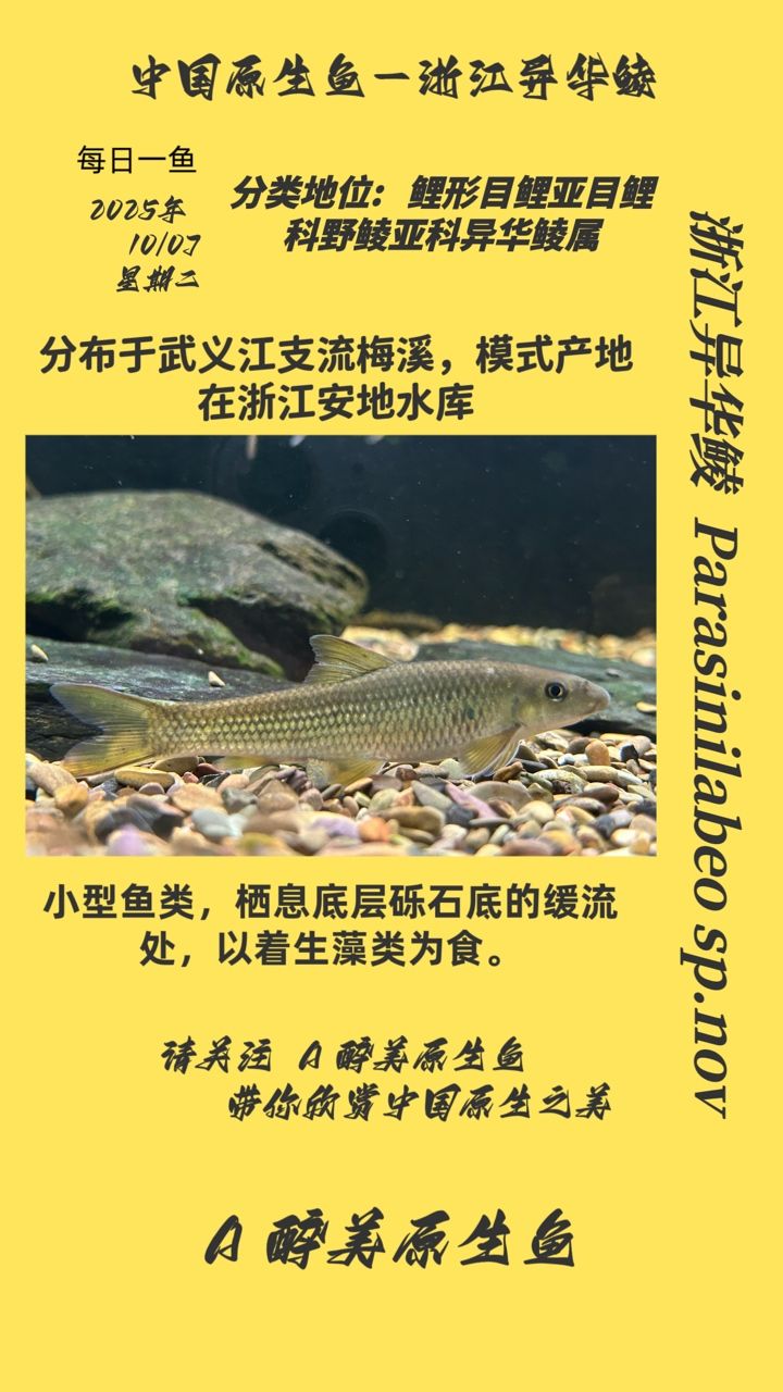 浙江異華鯪（浙江異華鯪是一種適應性強、經濟價值較高的淡水魚類） 浙江異華鯪（浙江異華鯪是一種適應性強、經濟價值較高的淡水魚類） 龍魚論壇