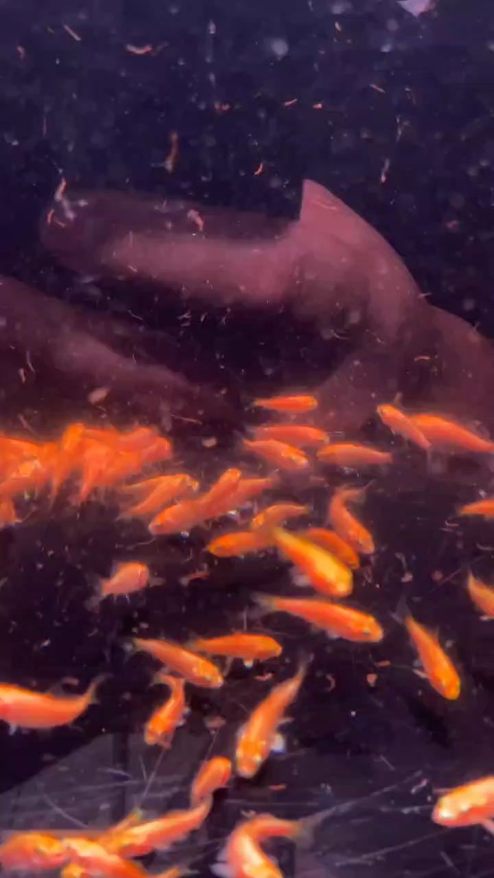 龍魚鱗片復位時間取決于多個因素，龍魚鱗片復位后如何護理，復位龍魚鱗片復位時間取決于多個因素，龍魚鱗片復位后如何護理