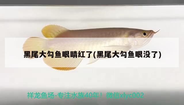 黑尾大勾魚眼睛紅了(黑尾大勾魚眼沒了)（魚眼睛變紅了怎么回事） 黑尾大勾魚眼睛紅了(黑尾大勾魚眼沒了)（魚眼睛變紅了怎么回事） 觀賞魚百科