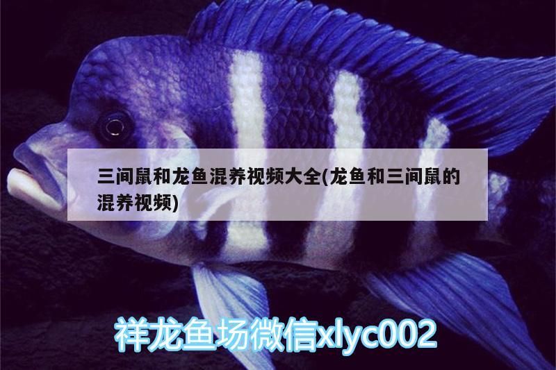 三間鼠和龍魚混養視頻大全(龍魚和三間鼠的混養視頻)（三間鼠和龍魚混養視頻大全） 三間鼠和龍魚混養視頻大全(龍魚和三間鼠的混養視頻)（三間鼠和龍魚混養視頻大全） 觀賞魚百科