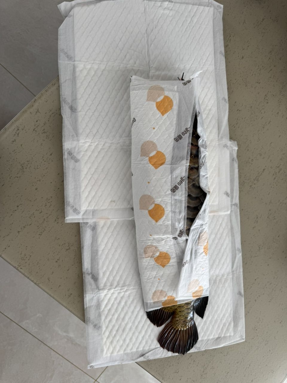 回歸自然，祝你一切安好。（回歸自然，愿你一切安好） 回歸自然，祝你一切安好。（回歸自然，愿你一切安好） 龍魚論壇 第3張