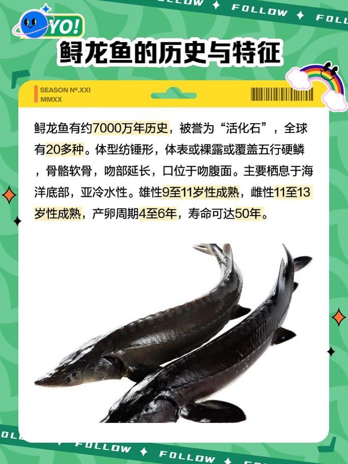 鱘龍魚的不同品種圖片(鱘魚的不同品種圖片) 龍魚百科 第4張 鱘龍魚的不同品種圖片(鱘魚的不同品種圖片) 鱘龍魚的不同品種圖片(鱘魚的不同品種圖片) 龍魚百科 第4張