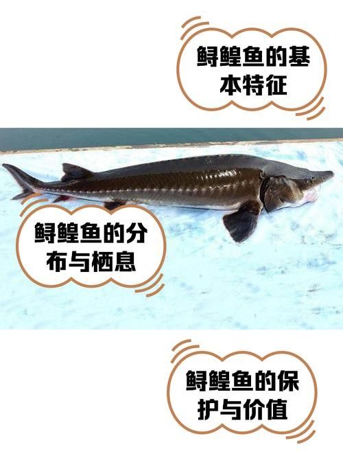 鱘龍魚的不同品種圖片(鱘魚的不同品種圖片) 龍魚百科 第6張 鱘龍魚的不同品種圖片(鱘魚的不同品種圖片) 鱘龍魚的不同品種圖片(鱘魚的不同品種圖片) 龍魚百科 第6張